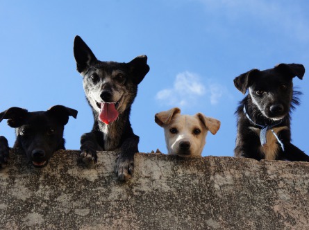 Die Gassi-Gang, Hundefreunde für Deinen Hund